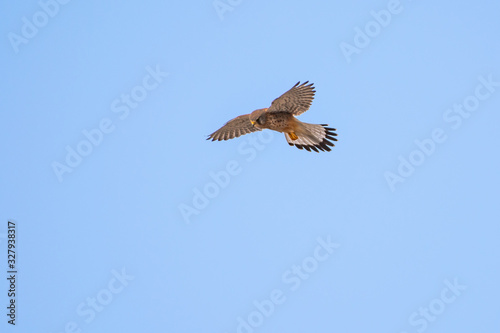 windhover hunting in the sky
