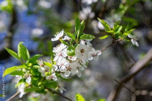 Spring tree flowering. White blooming tree. Slovakia