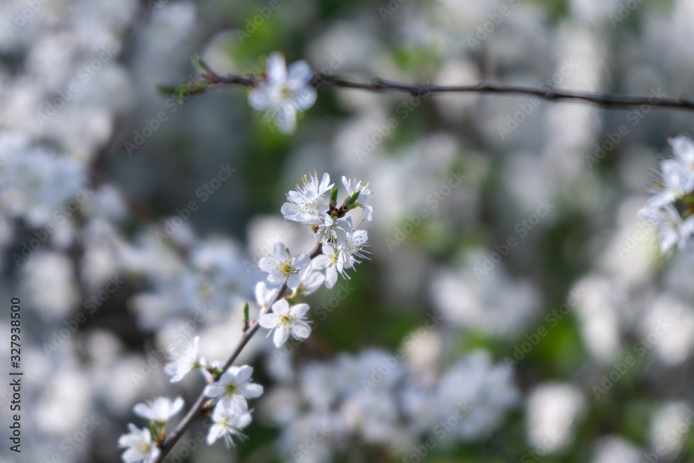 Spring tree flowering. White blooming tree. Slovakia Spring tree flowering. White blooming tree. Slovakia