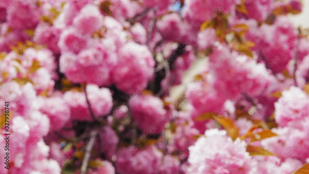 Pink flowers cherry blossom. Sakura tree branch in japanese garden. 4k UHD 2160p Pink flowers cherry blossom. Sakura tree branch in japanese garden. 4k UHD 2160p