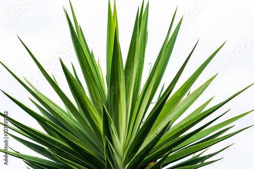 Sharp palm leaves. Fresh green plant