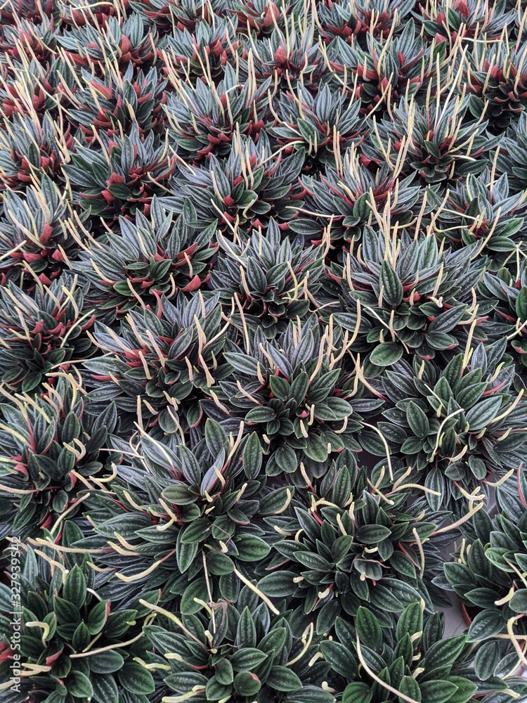 Fototapeta premium Peperomia Rosso PBR