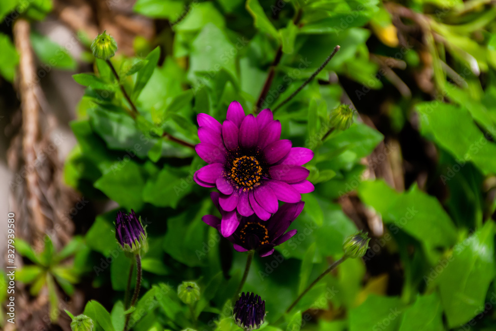 A close-up shot of a magenta daisy bush flower not fully opened A close-up shot of a magenta daisy bush flower not fully opened
