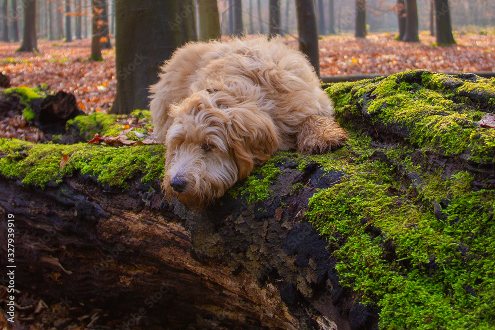 Goldendoodle laying down on a branch in a forest during autumn. The branch is covered with green moss. 