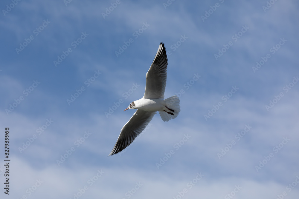 a mediterranean seagull flies in the sky with veil clouds by day a mediterranean seagull flies in the sky with veil clouds by day