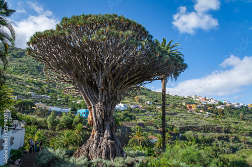 Old Dragon tree on Tenerife island. Dracaena draconian is strange and exotic tree. Canary Islands tourist attraction.