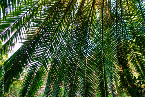 Wallpaper Mural Green and fresh palm leaves background. Palm branches hanging down forming a canopy of leaves. Torontodigital.ca