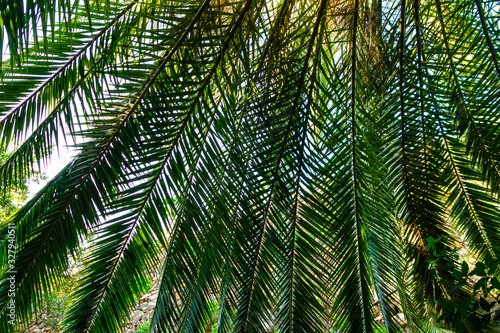 Green and fresh palm leaves background. Palm branches hanging down forming a canopy of leaves.