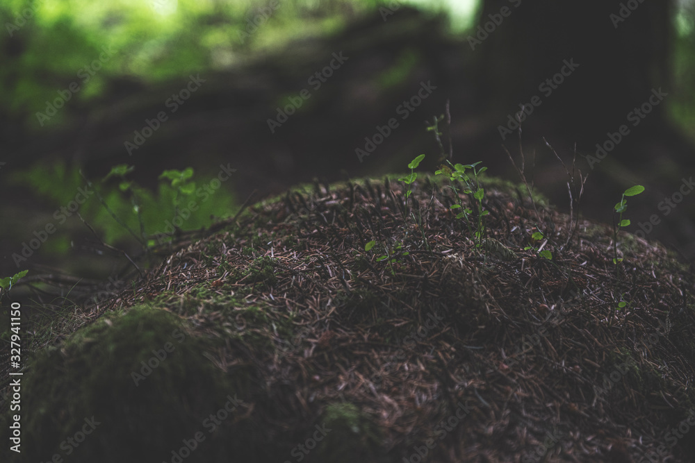 Fototapeta premium Bellever Woods - Dartmoor National Park - UK