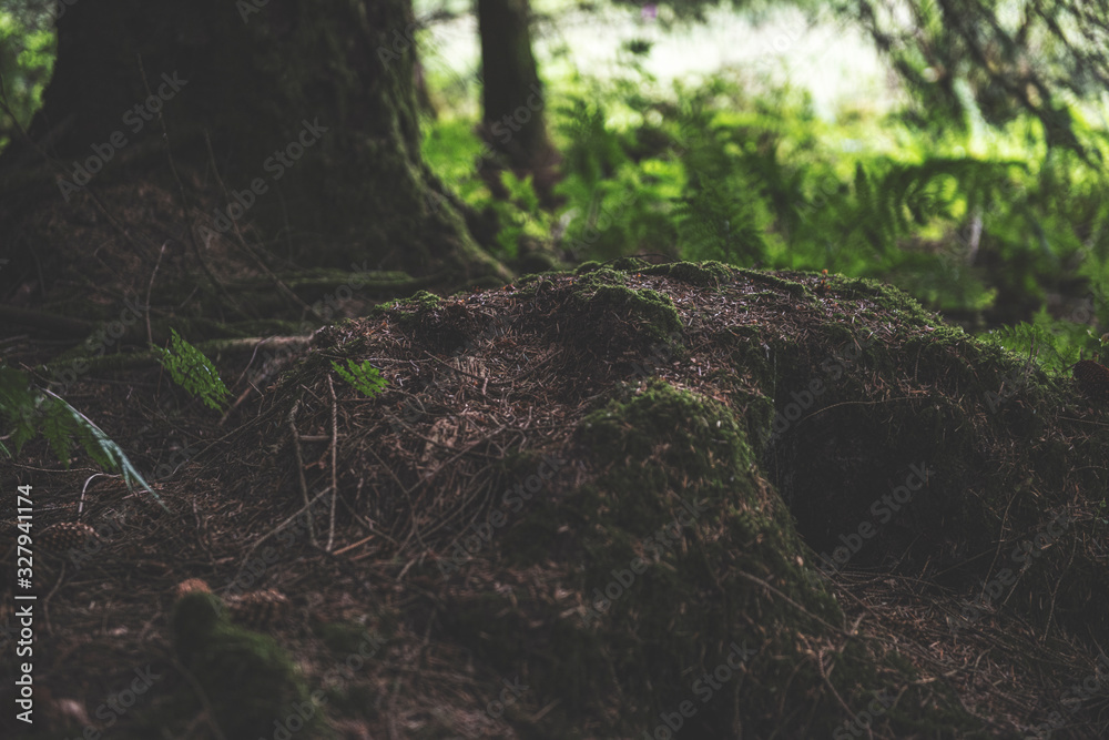 Bellever Woods - Dartmoor National Park - UK Bellever Woods - Dartmoor National Park - UK