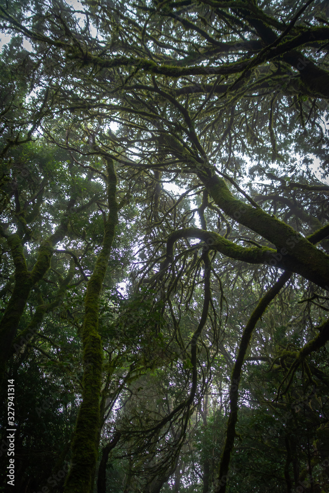 Fototapeta premium Mystical foggy forest with moss tree in Anaga Park on Tenerife island. Landmark of the Canary islands old forest landscape. Laurel forest in haze.