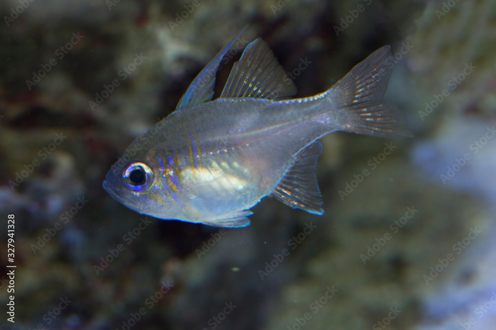 Threadfin cardinalfish, bluestreak cardinalfish (Zoramia leptacantha). Threadfin cardinalfish, bluestreak cardinalfish (Zoramia leptacantha).