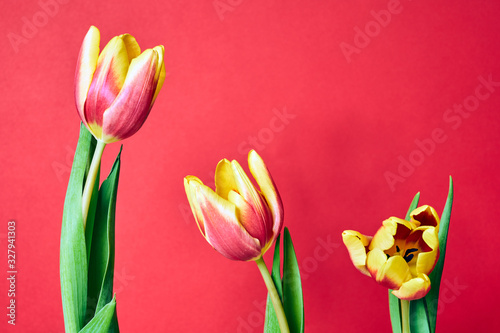 Fototapeta Naklejka Na Ścianę i Meble -  A series of red tulips on a red   background.
