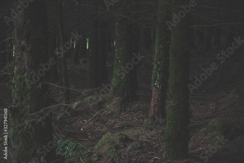 Bellever Woods - Dartmoor National Park - UK