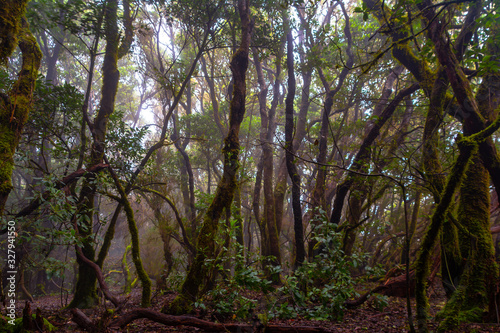 Mystical foggy forest with moss tree in Anaga Park on Tenerife island. Landmark of the Canary islands old forest landscape. Laurel forest in haze. © seakitten