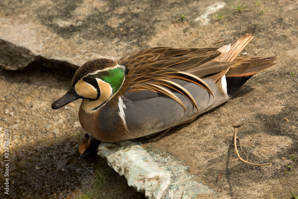 Φωτογραφία Baikal teal,  bimaculate duck or squawk duck,  (Sibirionetta formosa)