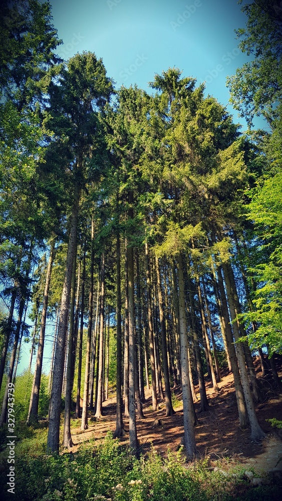 Obraz premium trees in the forest