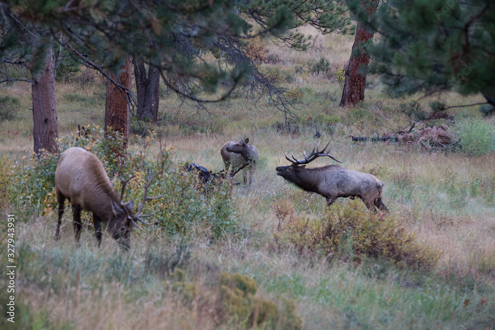 elk in Rocky Mountain national park elk in Rocky Mountain national park