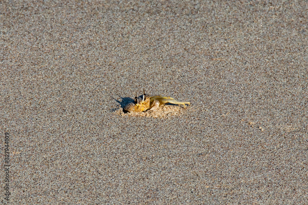 Crab hiding at beach near Ras al jinz Turtle reserve in Oman Crab hiding at beach near Ras al jinz Turtle reserve in Oman