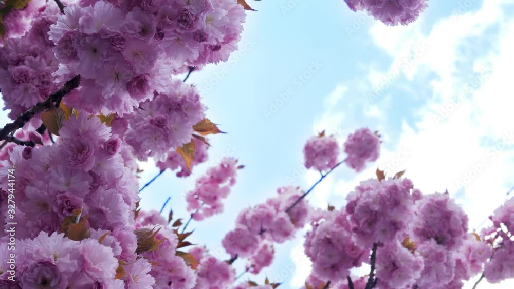 Pink flowers cherry blossom. Sakura tree branch in japanese garden. 4k UHD 2160p Pink flowers cherry blossom. Sakura tree branch in japanese garden. 4k UHD 2160p