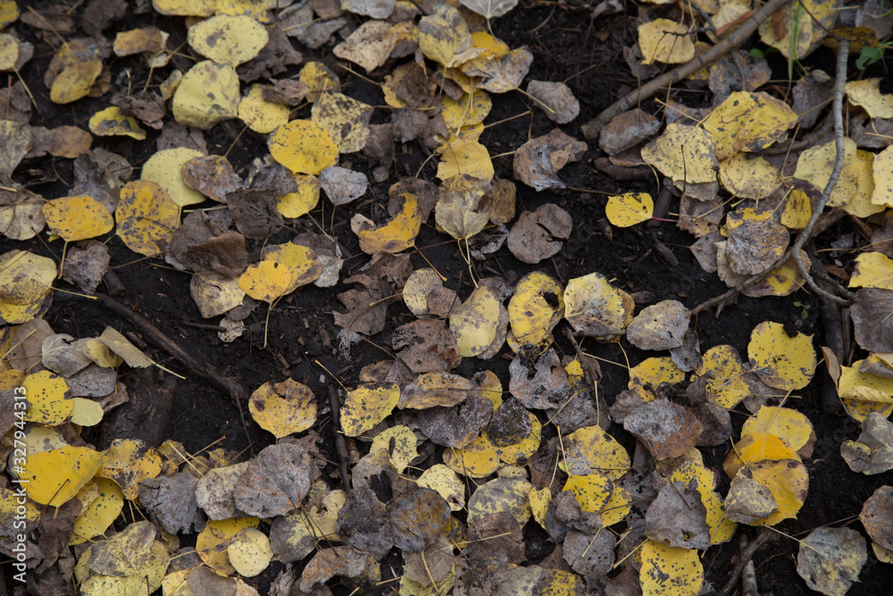 Leaves on the forest floor