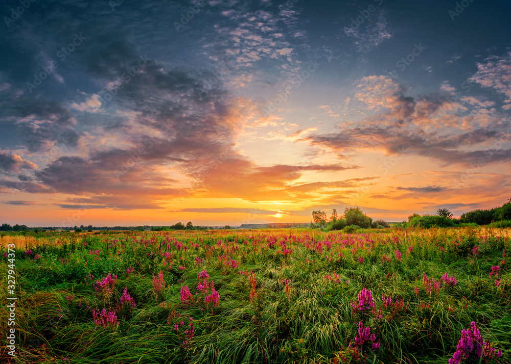 Fototapeta premium Beautiful sun set landscape with a wild field full of purple flowers and green grass. Sunset cloudy sky above meadow.