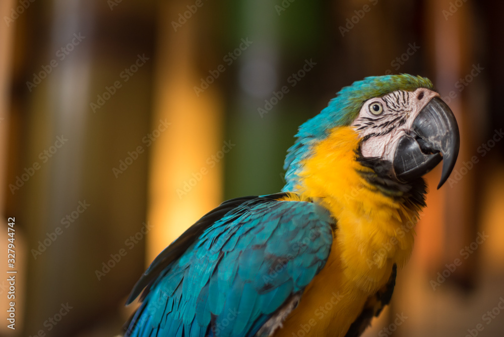 Close up of a Macaw Parrots, long-tailed colorful parrots