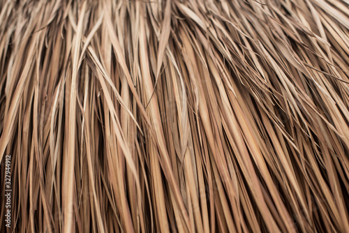 Close up of a dry palm leaves roof ( palapa) photo