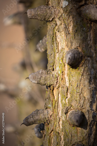 African Knob Thorn Texture photo