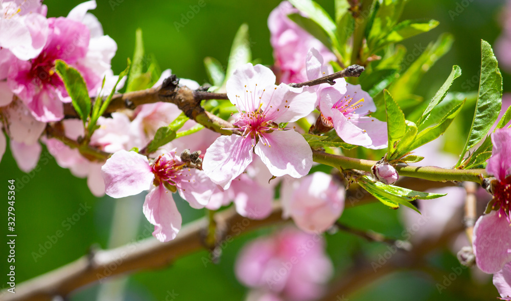 Spring flower landscape. Spring blooming spring flowers against blue sunny sky. White flowers in spring. Spring flower landscape. copyspace Spring flower landscape. Spring blooming spring flowers against blue sunny sky. White flowers in spring. Spring flower landscape. copyspace