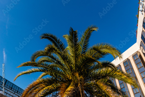 A close-up shot of a palm tree waving in the wind against the background of the clear blue sky and modern buildings © k.dei