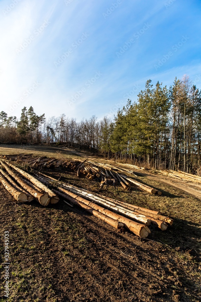 Felling of trees attacked by bark beetle in the Czech Republic. Crustacean calamity. Sick forest. Climate change. Evening light.