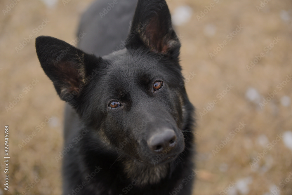 Portrait of a black and tan German shepherd