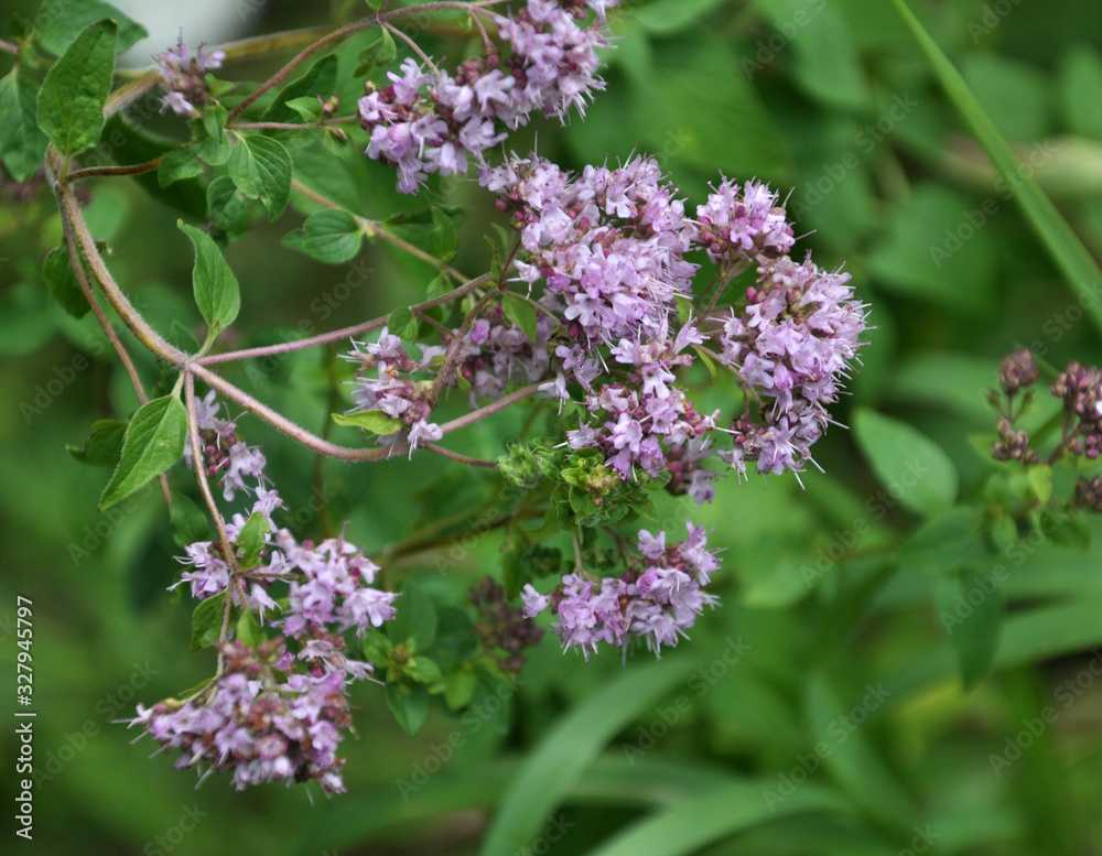 Fototapeta premium Summer flowering Origanum vulgare