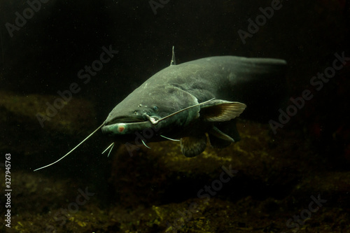 Wels catfish, sheatfish (Silurus glanis),