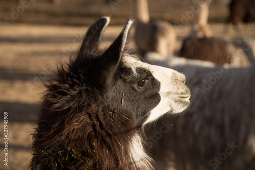 Wallpaper Mural close up of a alpaca Torontodigital.ca