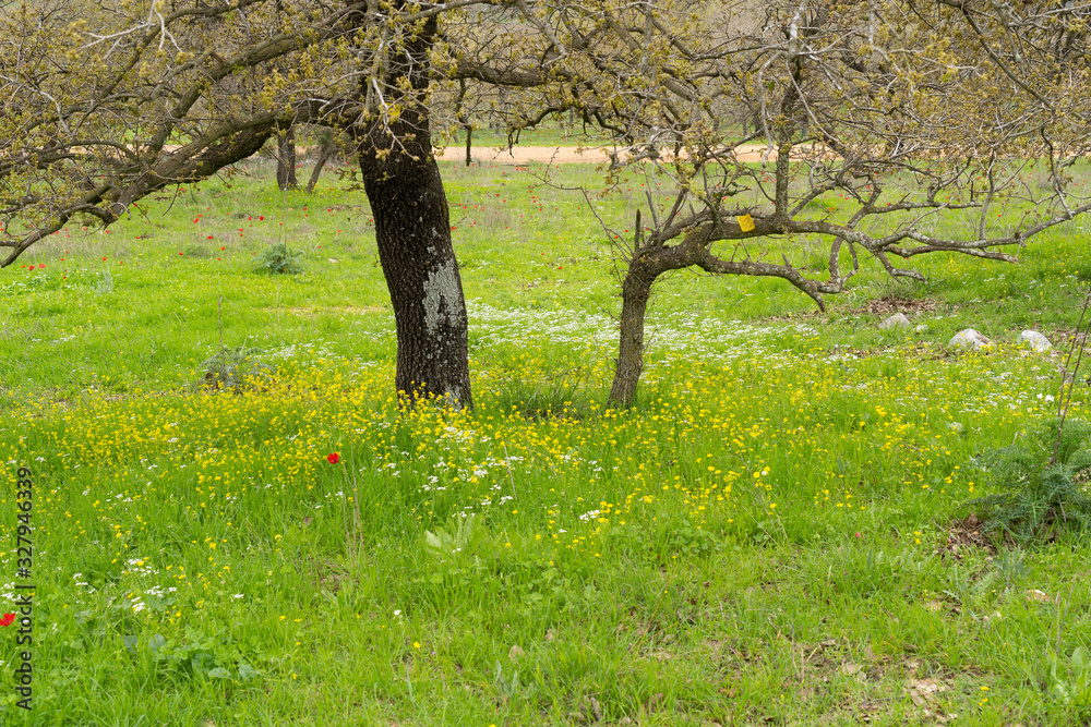 Typical Galilee landscape with blooming Typical Galilee landscape with blooming