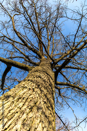 Withered oak in the Czech Republic. Evening light. Sick forest. Drought in the forest. Climate change. Withering trees.