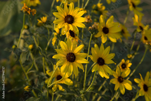 Wallpaper Mural field of sunflowers Torontodigital.ca