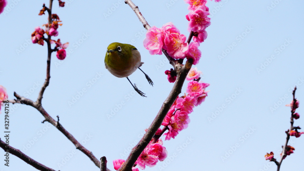 梅の花とメジロ 梅の花とメジロ