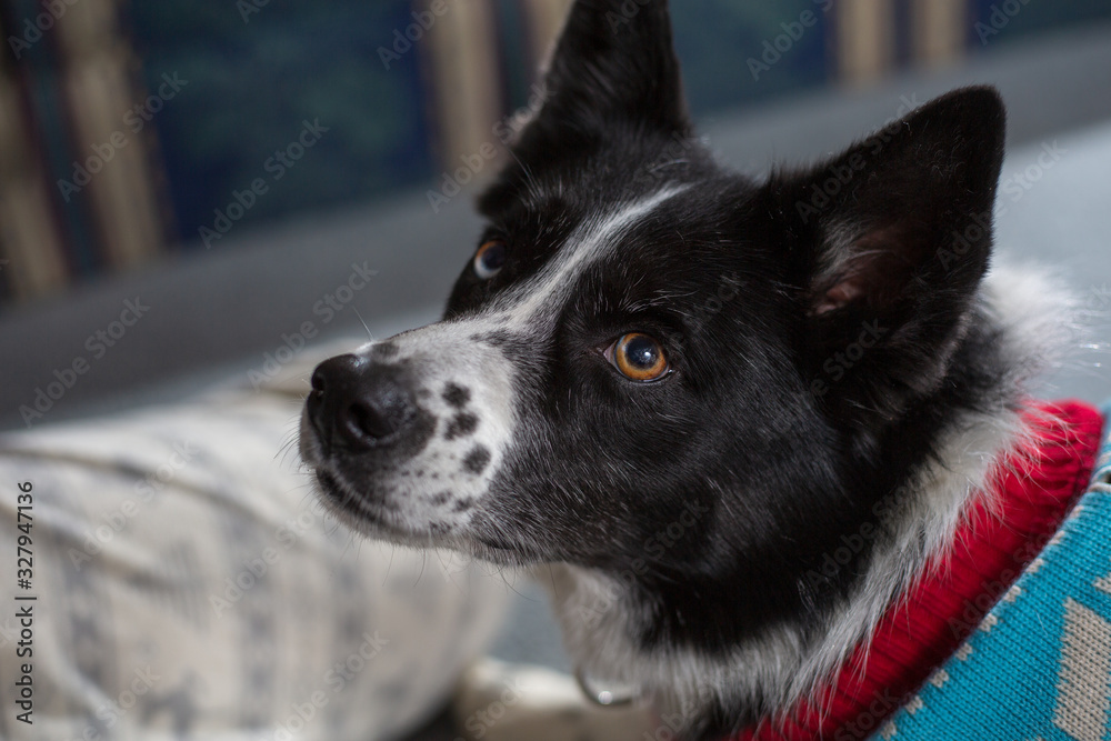 custom made wallpaper toronto digitalborder collie dog