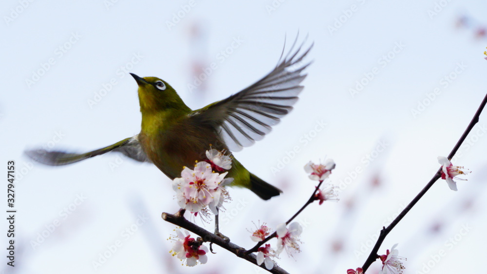 Fototapeta premium 梅の花とメジロ