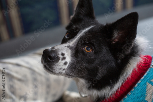 Wallpaper Mural border collie dog Torontodigital.ca