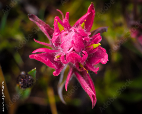 Wallpaper Mural close up of a pink flower Torontodigital.ca