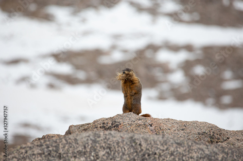 Wallpaper Mural Marmot with food Torontodigital.ca
