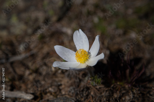 Wallpaper Mural white crocus flower Torontodigital.ca