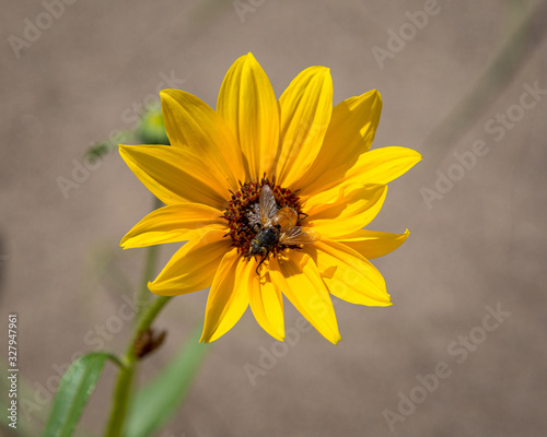 Wallpaper Mural yellow flower and bee Torontodigital.ca