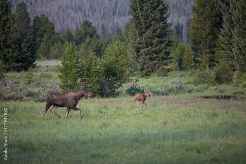 Mother and Baby Moose 
