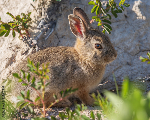 Wallpaper Mural Baby Rabbit Close-Up Torontodigital.ca
