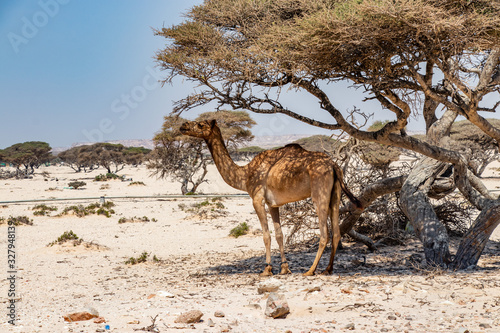 Camel eating leaves close to wahiba sand in Oman photo